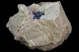Large, Vibrant Azurite Crystal Cluster - Morocco #74688-3